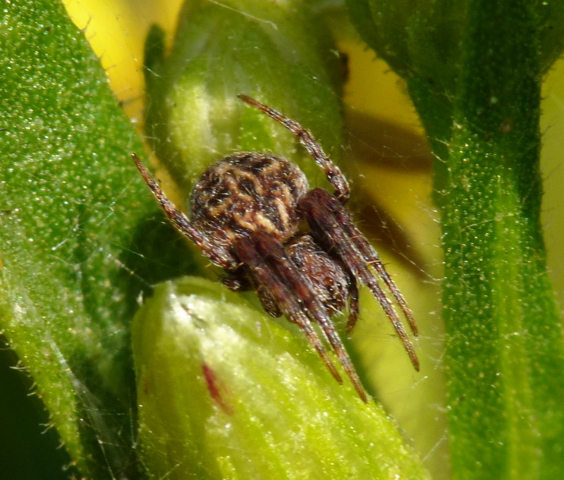 Agalenatea redii